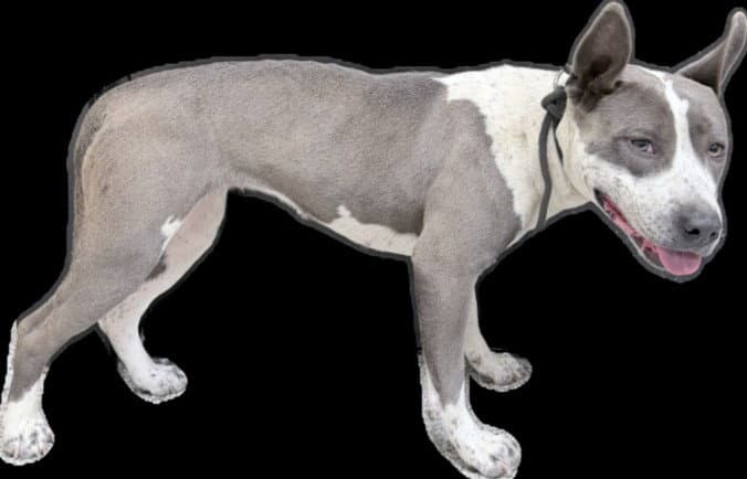 Tippy - Staffordshire Bull Terrier