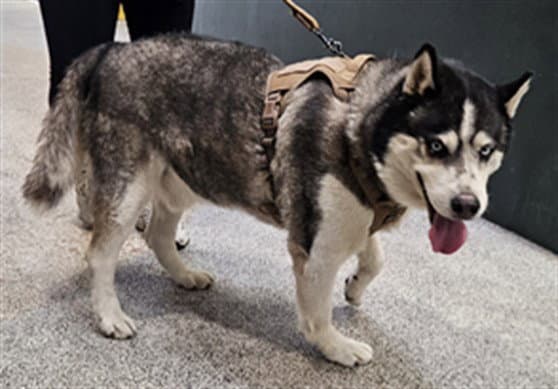Oliver - Siberian Husky