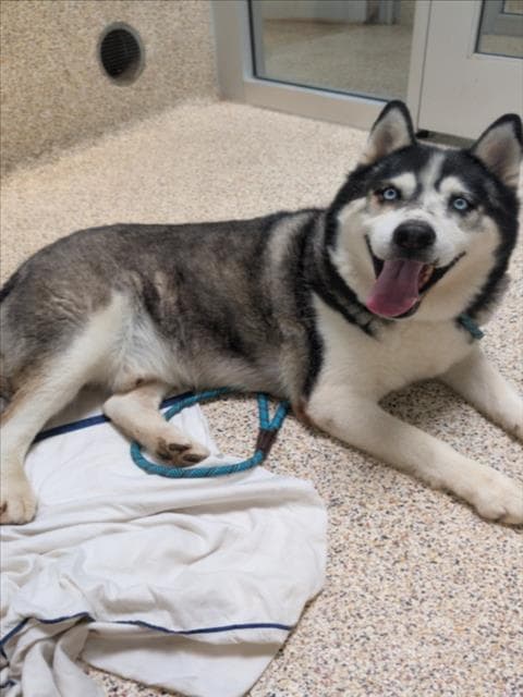 Oliver - Siberian Husky