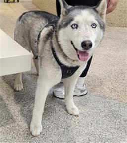 Max image 1