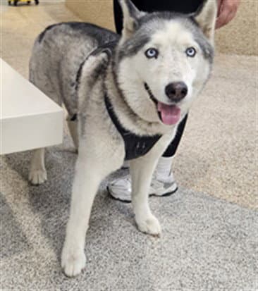 Max - Siberian Husky