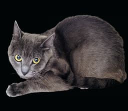 Meowser image 1