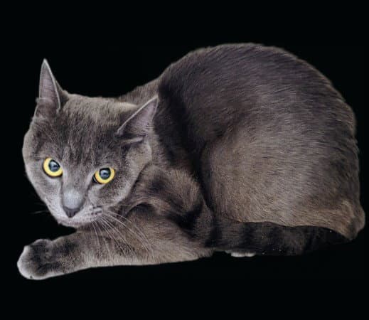 Meowser - Domestic Short Hair