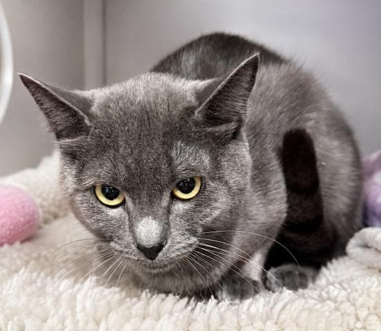 Meowser - Domestic Short Hair