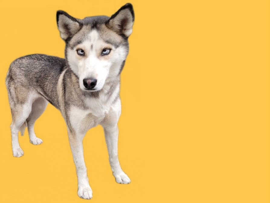 Avatar - Siberian Husky