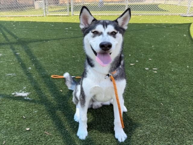Scampi - Siberian Husky
