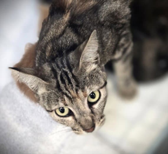 Sweets - Domestic Short Hair