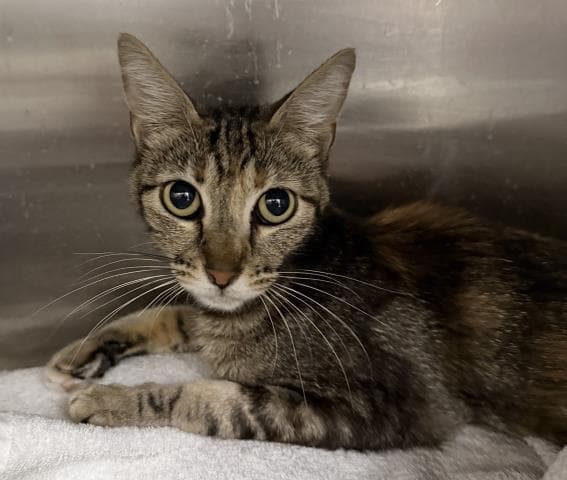 Sweets - Domestic Short Hair