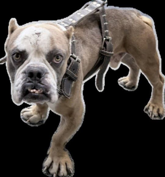 Chase - English Bulldog