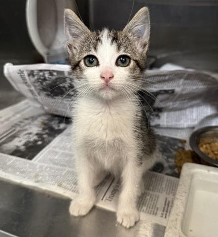 Short Stack - Domestic Short Hair