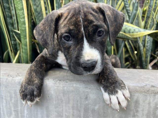Horace - Pit Bull Terrier