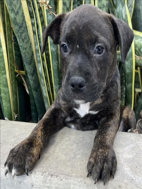 Jerry - Pit Bull Terrier