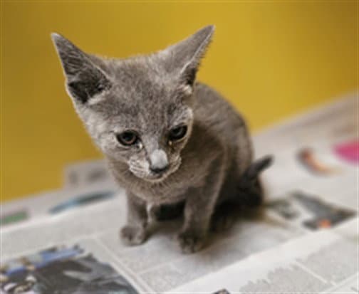 Misty - Domestic Short Hair
