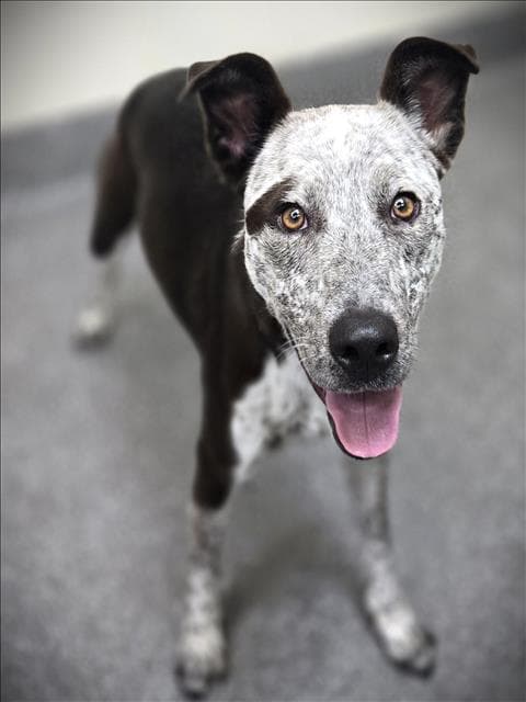 Maggie - Pointer