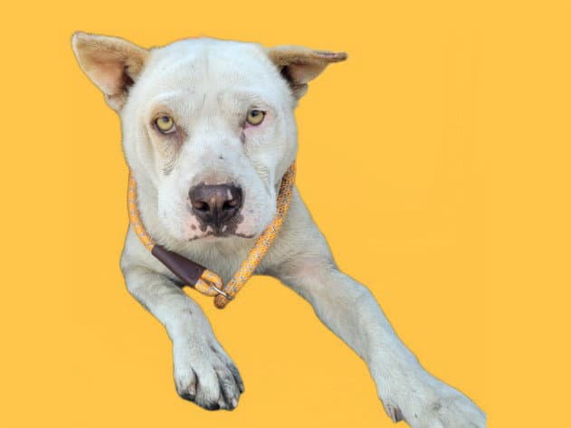Stuart - American Pit Bull Terrier