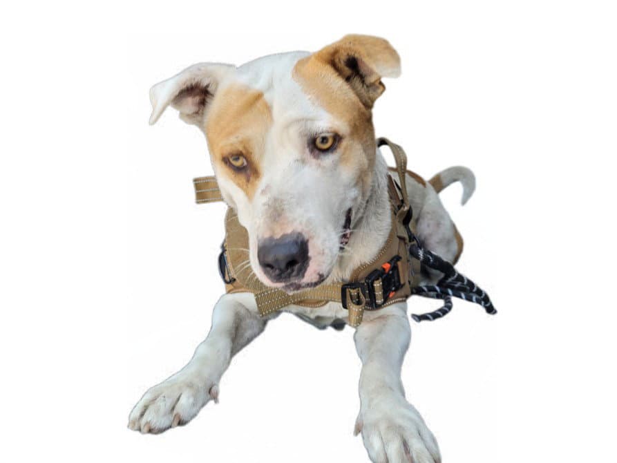 Jeffrey - American Pit Bull Terrier