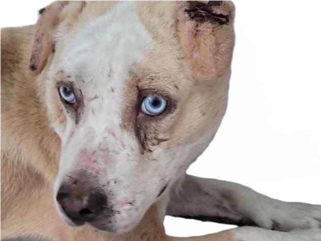 Stephanie - American Pit Bull Terrier