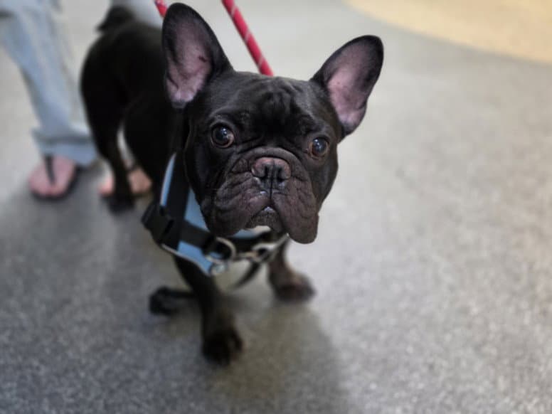 Tommy Lee - French Bulldog