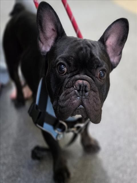 Tommy Lee - French Bulldog