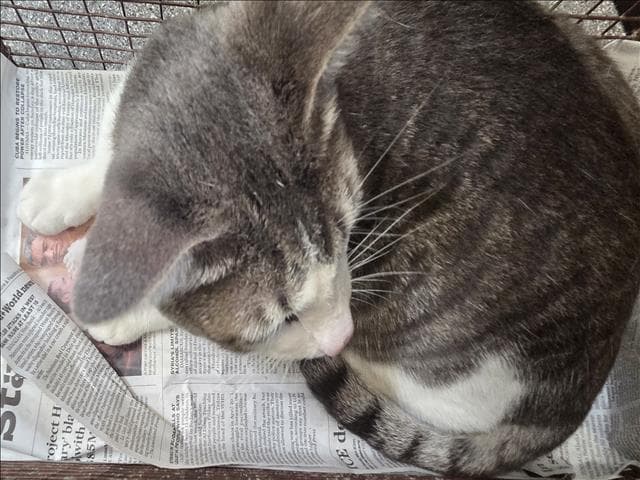 Tito - Domestic Short Hair