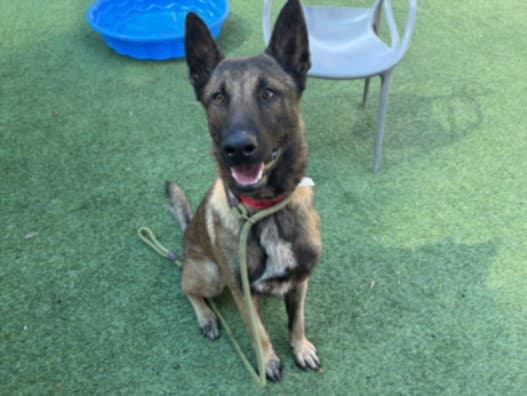 Deebo - German Shepherd Dog