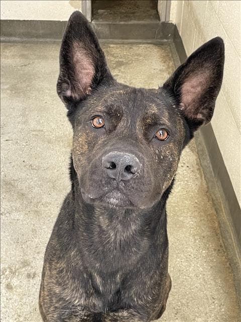 Julius - German Shepherd Dog