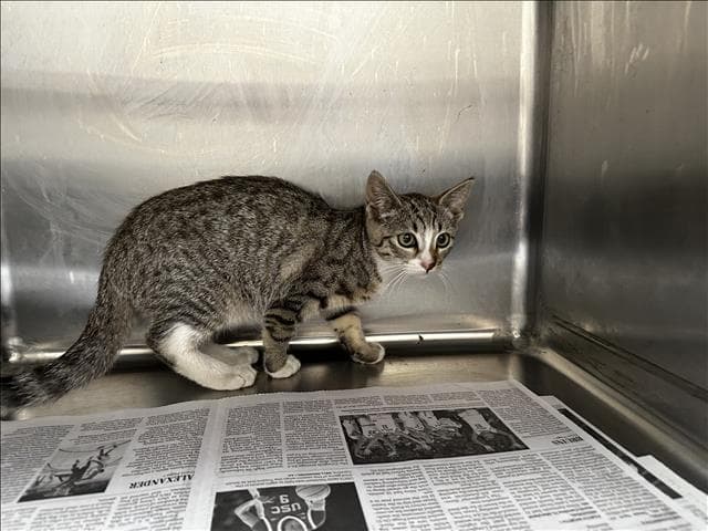 Cece - Domestic Short Hair