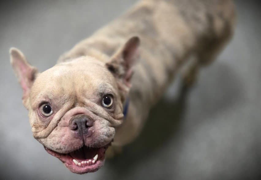 Sourdough - French Bulldog