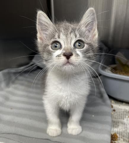 Pickle - Domestic Short Hair