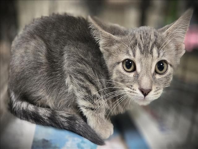 Nylon - Domestic Short Hair