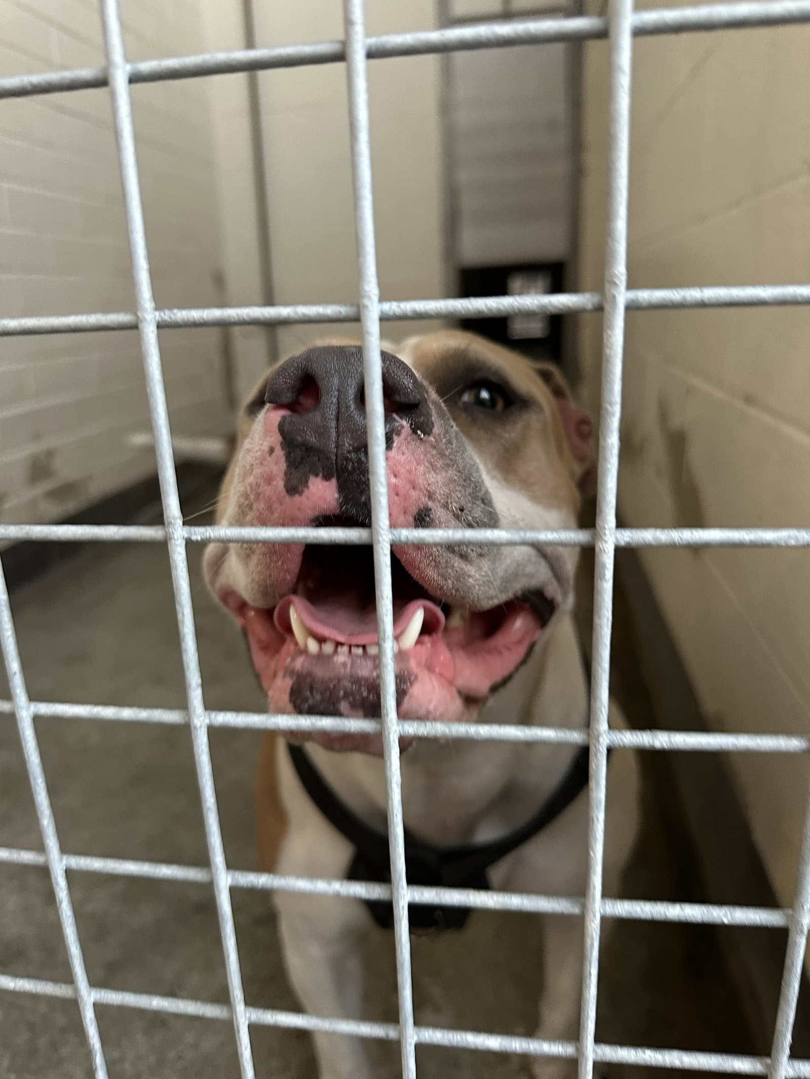 Buttercup - American Bulldog
