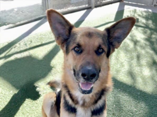Geranimo - German Shepherd Dog