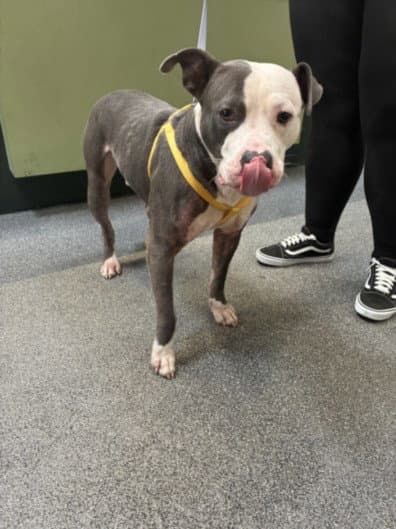 Chico - Pit Bull Terrier