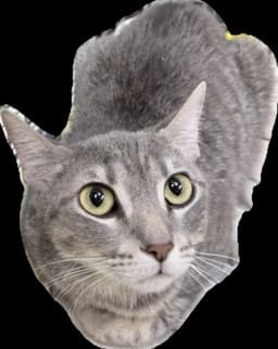 Rosalinda image 1