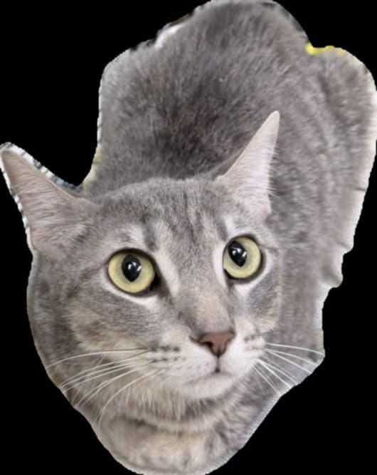 Rosalinda - Domestic Short Hair