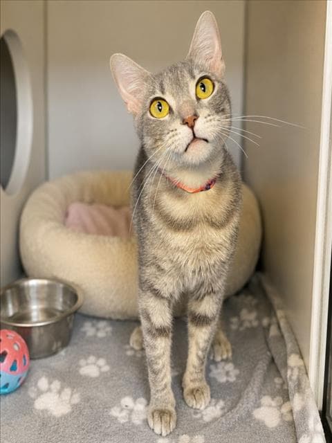 Rosalinda - Domestic Short Hair