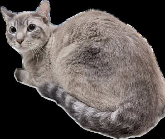 Romeo - Siamese