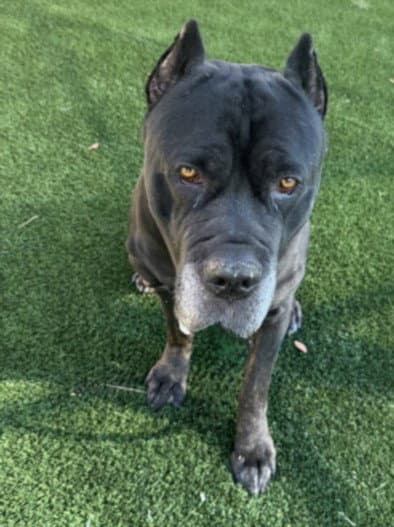 Simon - Cane Corso Mastiff