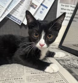 Tux image 1