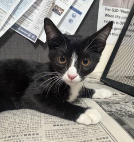 Tux - Domestic Short Hair