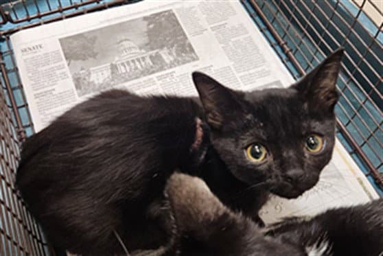 Angie - Domestic Short Hair