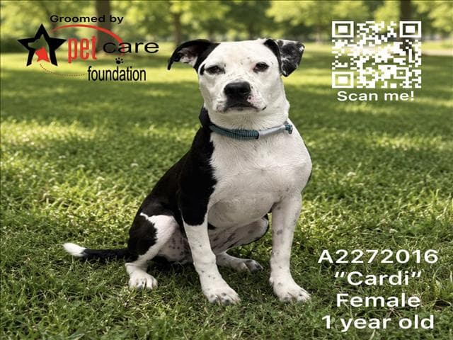 Cardi - Pit Bull Terrier