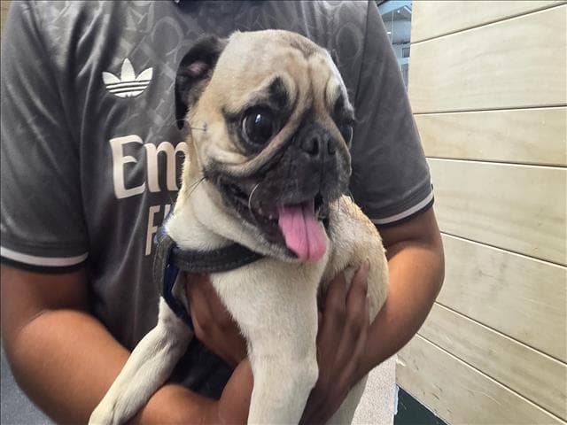 Gordo - Pug