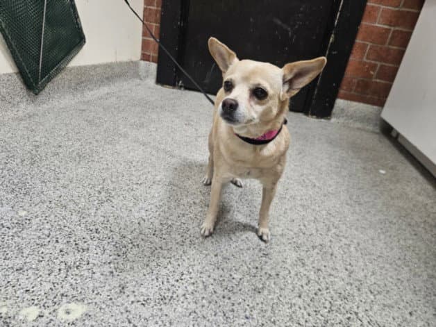 Lucia - Chihuahua