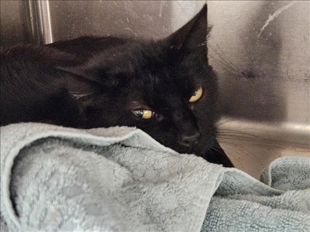 Betty - Domestic Short Hair
