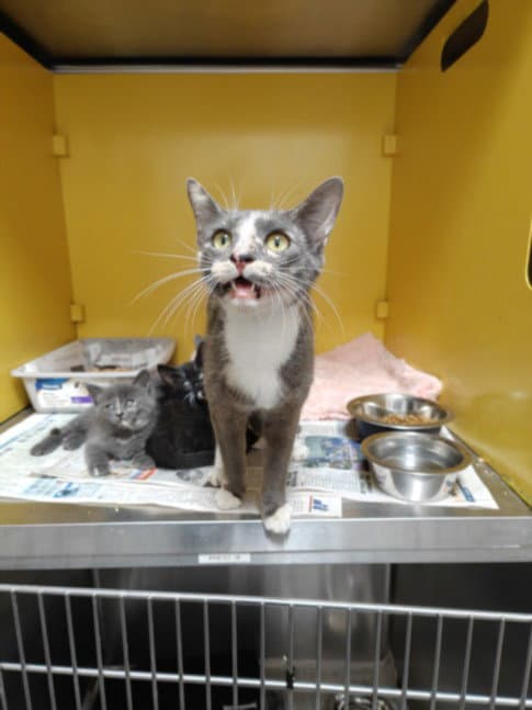 Abigail - Domestic Short Hair
