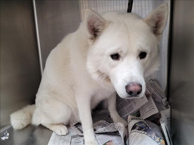 Coca Cola - Siberian Husky