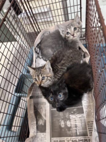 Wool - Domestic Short Hair