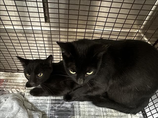 Unknown - Domestic Short Hair
