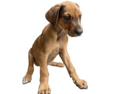 Pam image 1